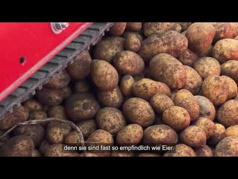 Die Kartoffel - zwischen Anfälligkeit und Nährkraft