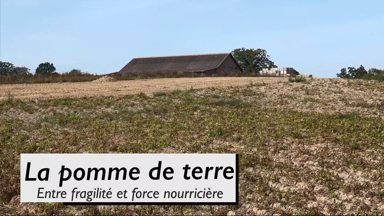 La pomme de terre, entre fragilité et force nourricière.