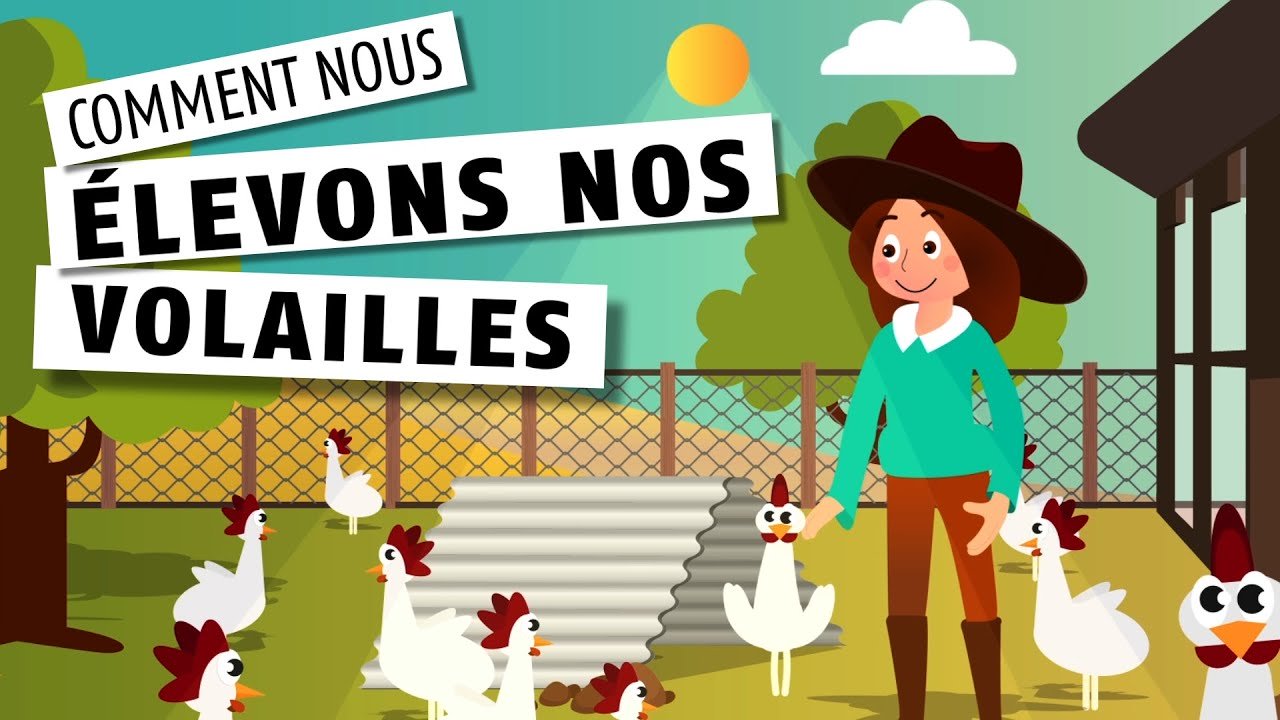 Comment nous élevons nos volailles 🐔