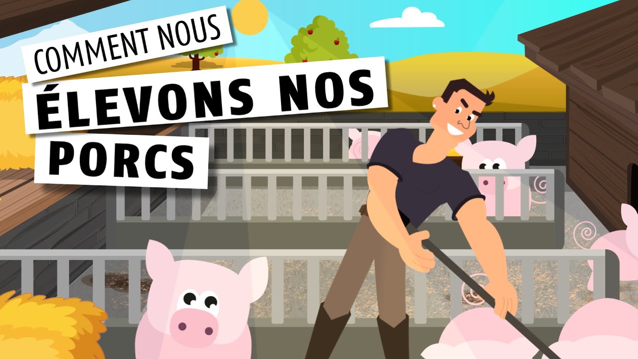 Comment nous élevons nos porcs 🐖