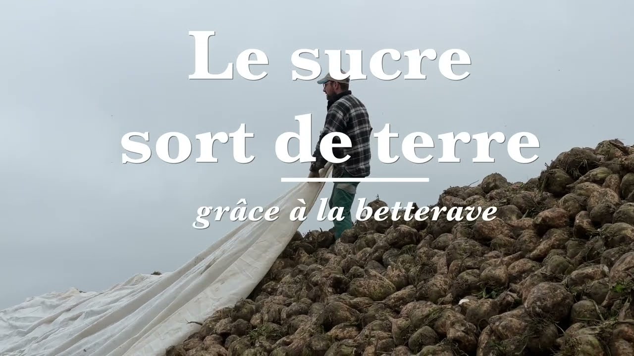 Le sucre sort de terre grâce à la betterave.