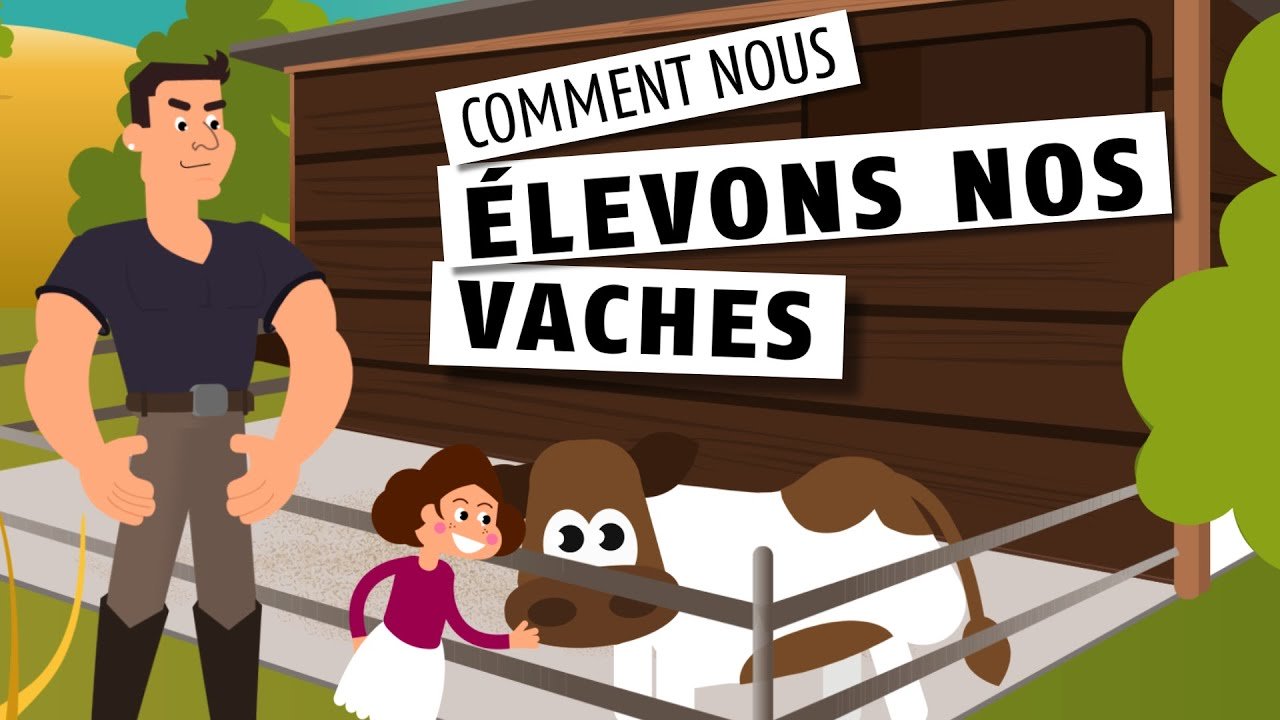 Comment nous élevons nos vaches 🐄