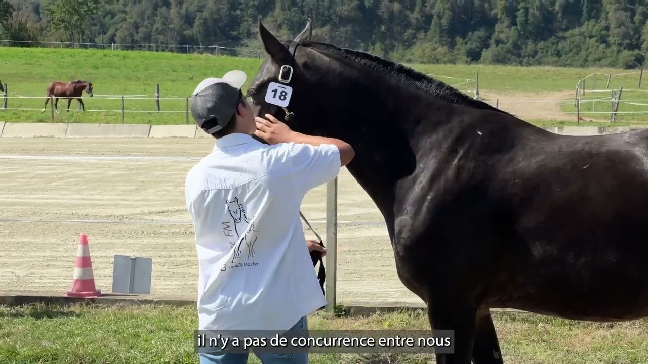 Le Franches-Montagnes - Elevé et fêté à Fribourg